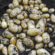 Potato 'Jazzy'